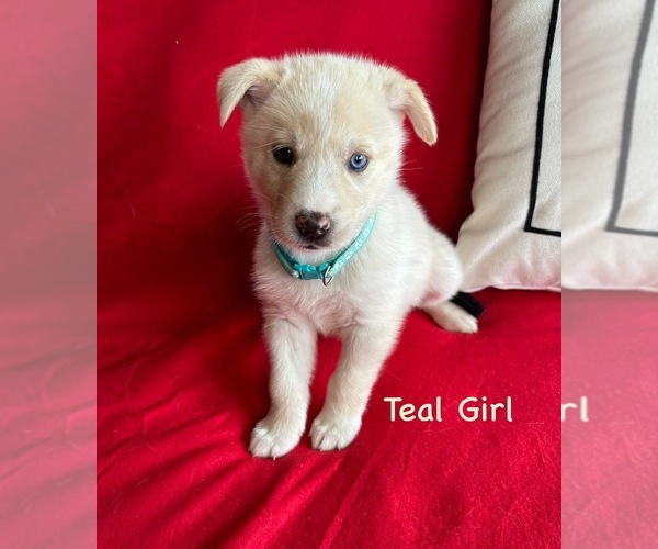 Medium Photo #1 Gerberian Shepsky Puppy For Sale in HOLTON, MI, USA
