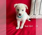 Puppy Teal Girl Gerberian Shepsky