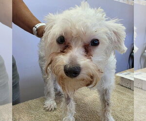 Annie May - Female Maltese-Unknown Mix Dog for Adoption - Photo #2