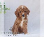 Small Goldendoodle (Miniature)