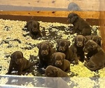 Small Photo #2 Labrador Retriever Puppy For Sale in WAUSEON, OH, USA