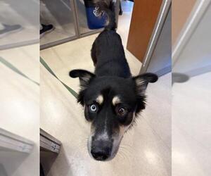 Australian Shepherd-Unknown Mix Dogs for adoption in San Antonio, TX, USA