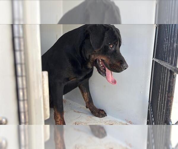 Medium Photo #1 Rottweiler Puppy For Sale in Houston, TX, USA