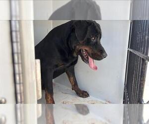Rottweiler Dogs for adoption in Houston, TX, USA