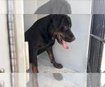 Small Rottweiler