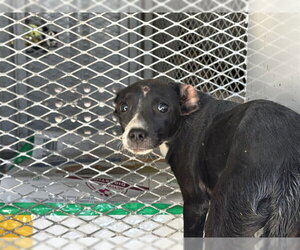 Chihuahua Dogs for adoption in Bakersfield, CA, USA