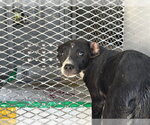 *KISSES - Female Chihuahua Dog for Adoption - Small photo