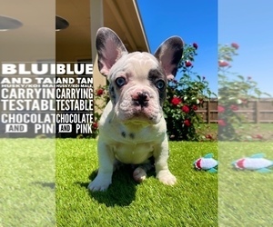Labrador Retriever Puppy for sale in TOMBALL, TX, USA
