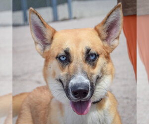 Siberian Husky-Unknown Mix Dogs for adoption in Huntley, IL, USA