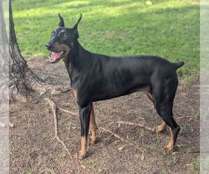 Doberman Pinscher Dogs for adoption in Buffalo, MN, USA