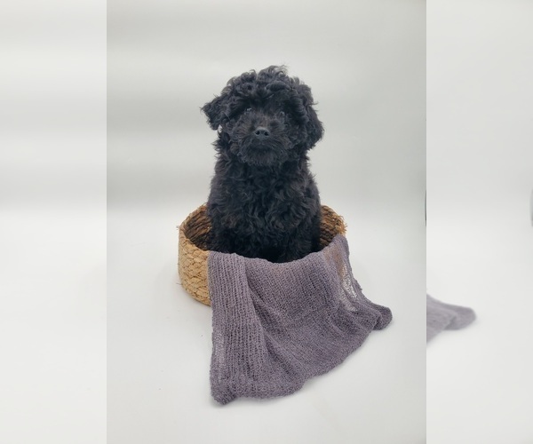 Medium Photo #3 Poodle (Miniature) Puppy For Sale in GOSHEN, IN, USA
