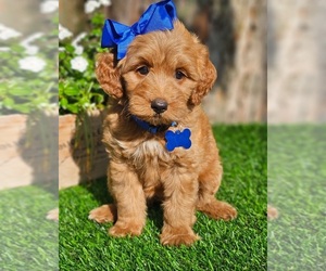 Goldendoodle (Miniature) Puppy for sale in INDIANAPOLIS, IN, USA