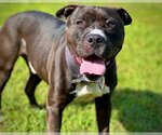 Small Photo #1 American Pit Bull Terrier Puppy For Sale in St. Cloud, FL, USA