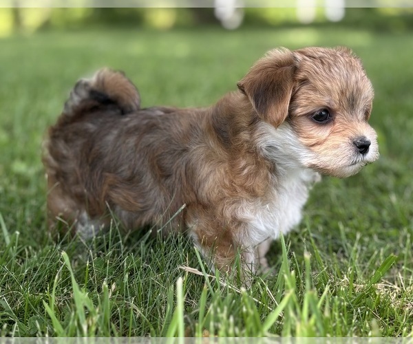 Medium Photo #8 Morkie Puppy For Sale in ROCK STREAM, NY, USA