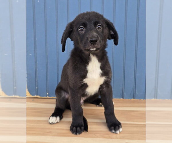 Medium Photo #3 Labrenees Puppy For Sale in Lakewood, CO, USA
