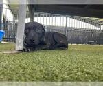 Small #1 American Pit Bull Terrier Mix
