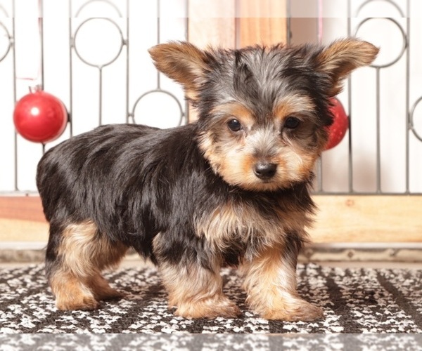 Medium Photo #4 Yorkshire Terrier Puppy For Sale in NAPLES, FL, USA