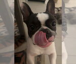 Small #1 French Bulldog