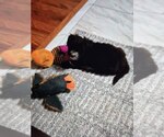 Small #3 Poodle (Miniature) Mix
