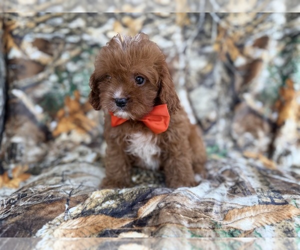Medium Photo #3 Cavapoo (Miniature) Puppy For Sale in LAKELAND, FL, USA