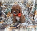 Small #2 Cavapoo (Miniature)