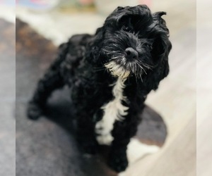 Cockapoo Puppy for sale in CINCINNATI, OH, USA