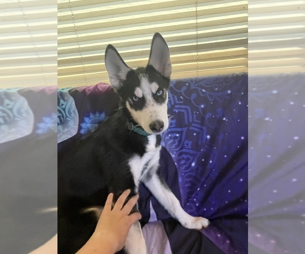 Medium Photo #4 Siberian Husky Puppy For Sale in LIBERTY, MO, USA