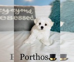 Small Photo #13 Maltese Puppy For Sale in COOKEVILLE, TN, USA