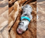 Small Photo #130 Sheepadoodle Puppy For Sale in LEHI, UT, USA