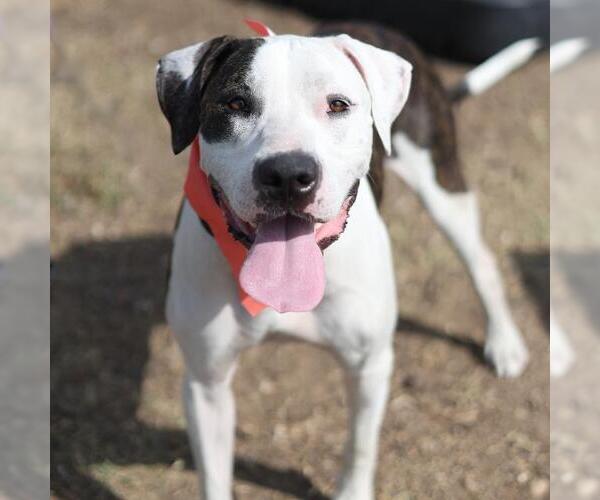 Medium Photo #1 American Staffordshire Terrier-Unknown Mix Puppy For Sale in San Antonio, TX, USA