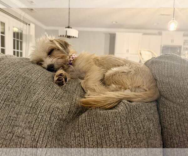 Medium Photo #12 Mutt Puppy For Sale in Arlington, VA, USA
