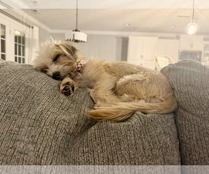 Penny - Female Mutt Dog for Adoption - Photo #12