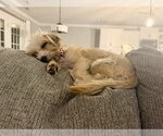 Small Photo #12 Mutt Puppy For Sale in Arlington, VA, USA