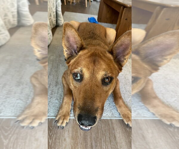 Medium Photo #10 Mutt Puppy For Sale in Lake Forest, CA, USA