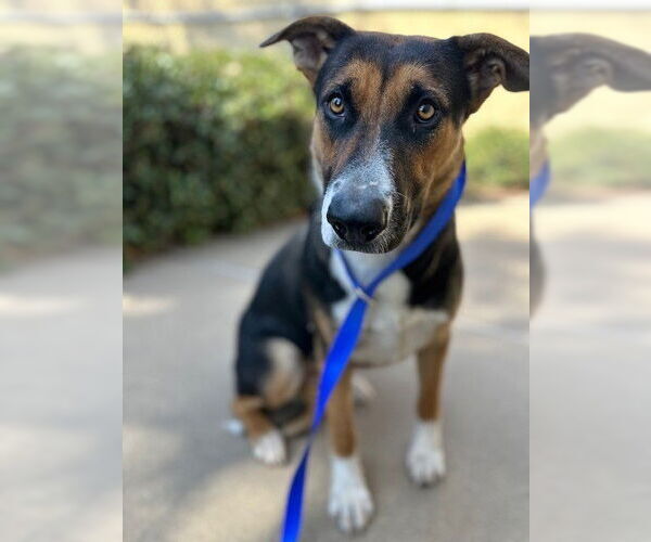 Medium Photo #1 German Shepherd Dog-Unknown Mix Puppy For Sale in Chula Vista, CA, USA