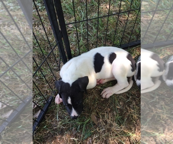 Medium Photo #6 Great Dane Puppy For Sale in MONROE, GA, USA