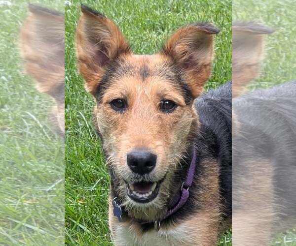 Medium Photo #1 Airedale Terrier-Collie Mix Puppy For Sale in Cookeville, TN, USA