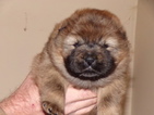 Small Photo #1 Chow Chow Puppy For Sale in BOON, MI, USA