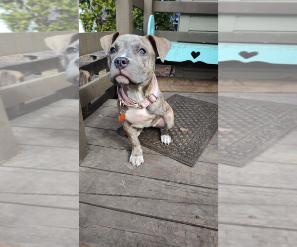 Medium Photo #3 Mutt Puppy For Sale in Minneapolis, MN, USA