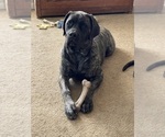 Small Photo #29 Mastiff Puppy For Sale in MIDDLETOWN, DE, USA