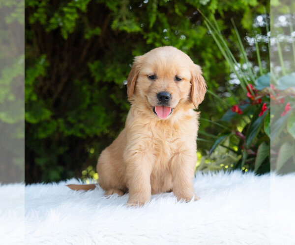 Medium Photo #4 Golden Retriever Puppy For Sale in NEWPORT, PA, USA