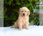 Small #3 Golden Retriever