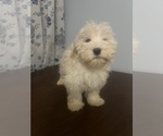 Small #39 Havanese