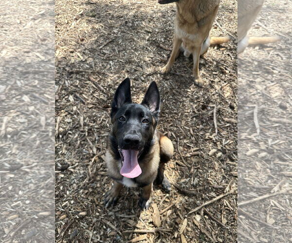 Medium Photo #25 German Shepherd Dog Puppy For Sale in Seattle, WA, USA