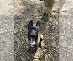 Small #24 German Shepherd Dog