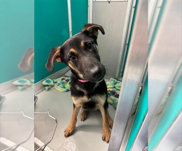 Medium Photo #1 German Shepherd Dog-Unknown Mix Puppy For Sale in Oklahoma City, OK, USA