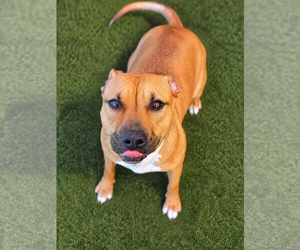 Medium Photo #16 Mutt Puppy For Sale in Rockwall, TX, USA