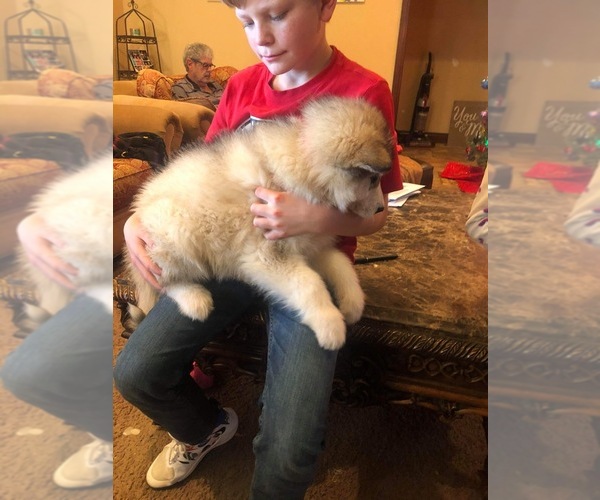 Medium Photo #3 Alaskan Malamute Puppy For Sale in HENNESSEY, OK, USA