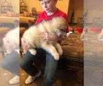Small Photo #3 Alaskan Malamute Puppy For Sale in HENNESSEY, OK, USA