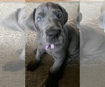 Small Photo #4 Great Dane Puppy For Sale in ROAMING SHORES, OH, USA